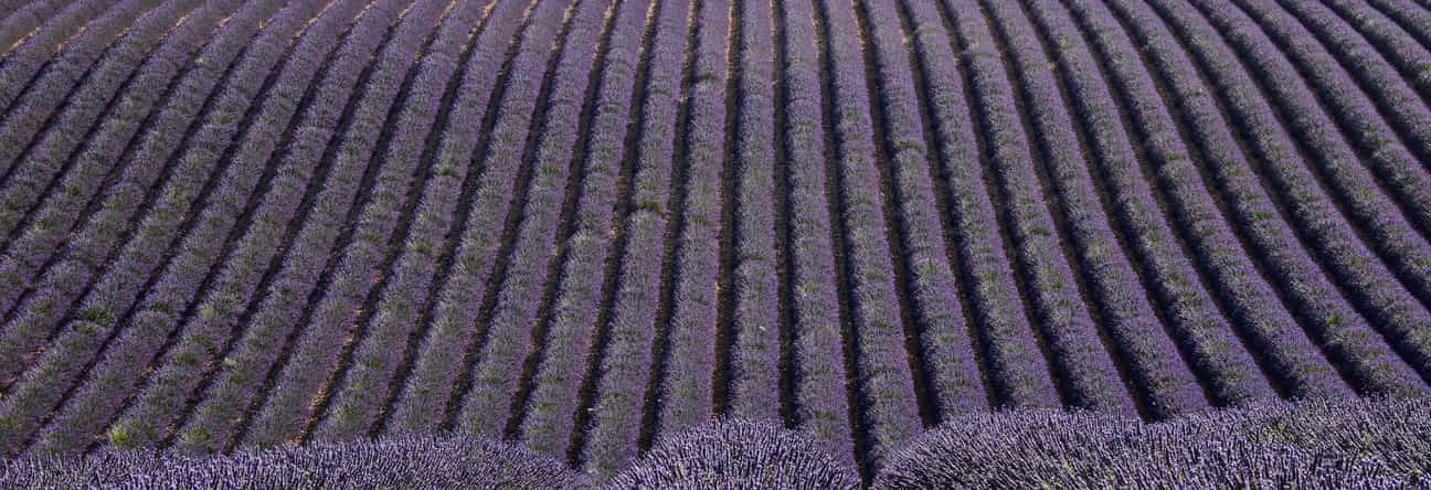 Weites Lavendelfeld in Valensole mit violetten Blüten unter blauem Himmel – typisch für die Provence im Sommer