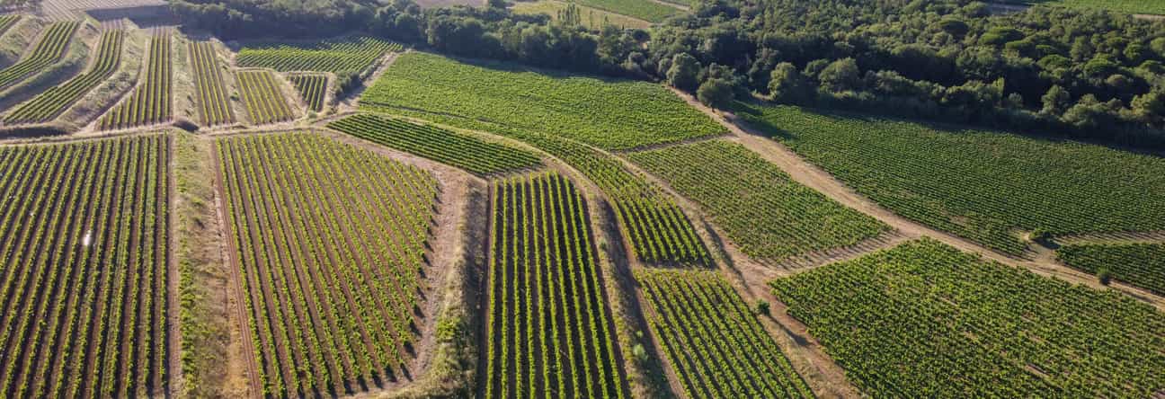 Weitläufige Panoramaaufnahme von Weinfeldern im Département Var mit sanften Hügeln und grünen Rebreihen unter blauem Himmel