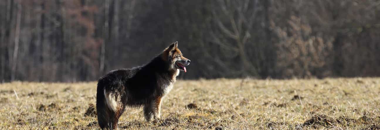 Shiloh Shepherd steht auf einem Feld im Herbst, im Hintergrund ein Wald mit buntem Herbstlaub