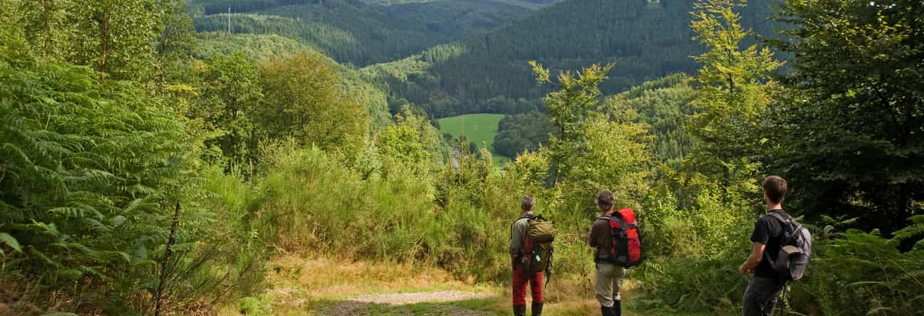 Drei Wanderer unterwegs im Wald der Ardennen auf einem Wanderweg